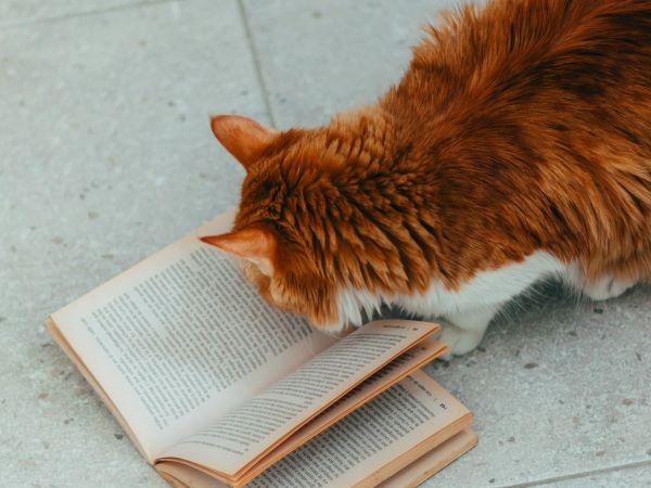 Kumpulan Cerita Mini 9 Hari 9 Nyawa 9&nbsp;Cerita